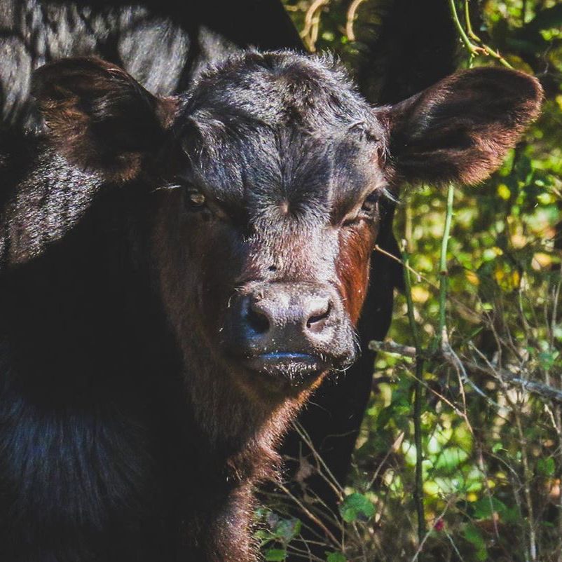 Atwoods_Stores's tweet photo. How adorable is this sweet calf?! 😍
📷: Instagram/littlefarmonfive
#AtwoodsRanchAndHome #BlackAngusCattle #CalvingSeason #AngusCalf #FarmAnimals #BabyFarmAnimals #FarmLife #OklahomaFarm #OklahomaHomestead #CattleFarm #Livestock #Cattle #Moo #RanchLife #Calf #Cows #Fall #CowLove https://t.co/bqbbT6UCvP