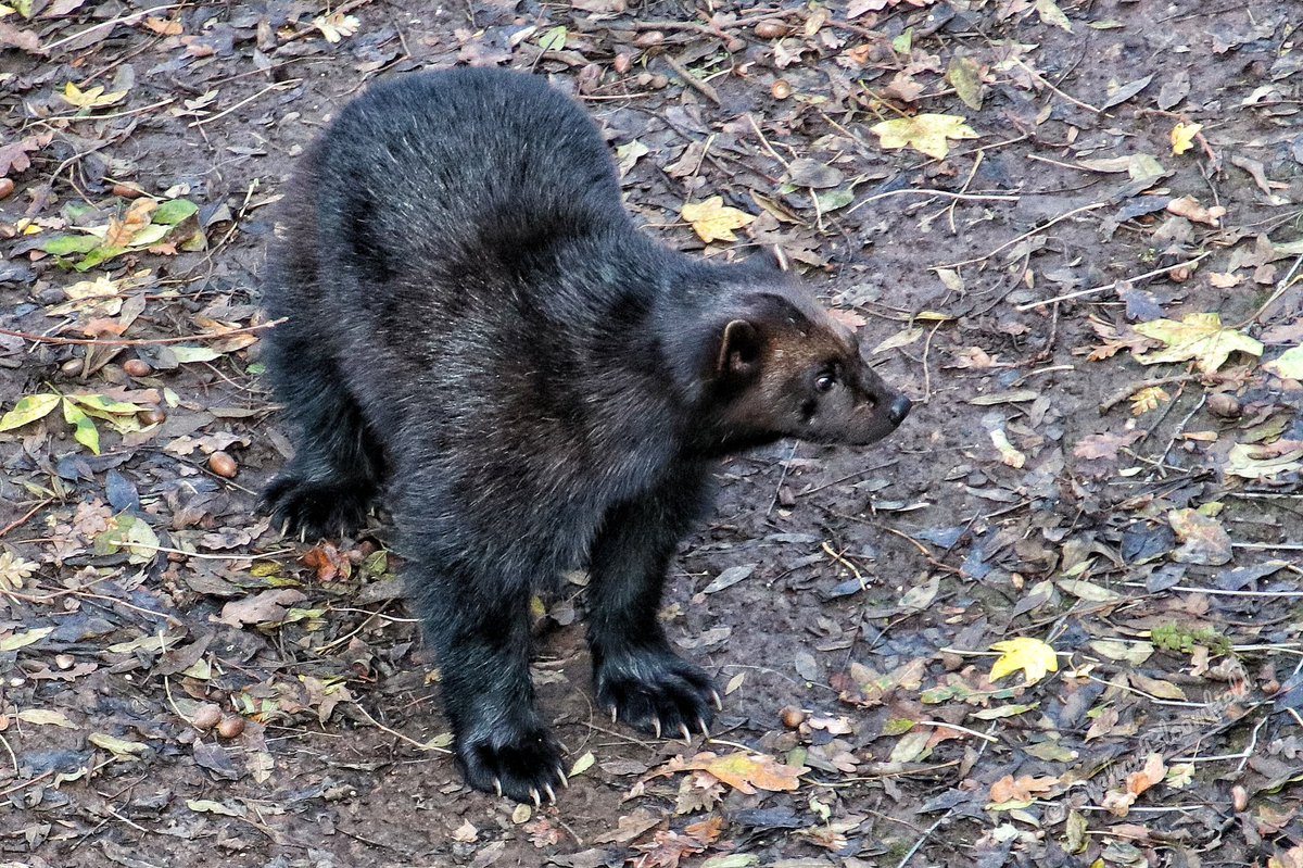 GJBloomfield's tweet photo. @wild_place How does a Wolverine wake up on a sunny winter morning? #Bristol #BradleyStoke https://t.co/m6plXCLeY6