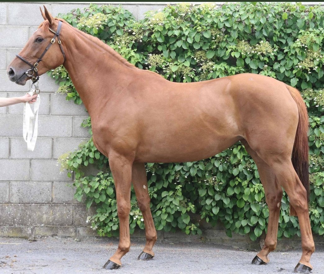 MichaelRoche_GS's tweet photo. Derby Sale Graduate @tatts_ireland ROYAL KAHALA winner of the bumper in Fairyhouse by 12 lenghts. Bought as a foal @Goffs1866 December NH sale. Well done @PeterRacing @WinningWaysR https://t.co/Ty90jUPHMS