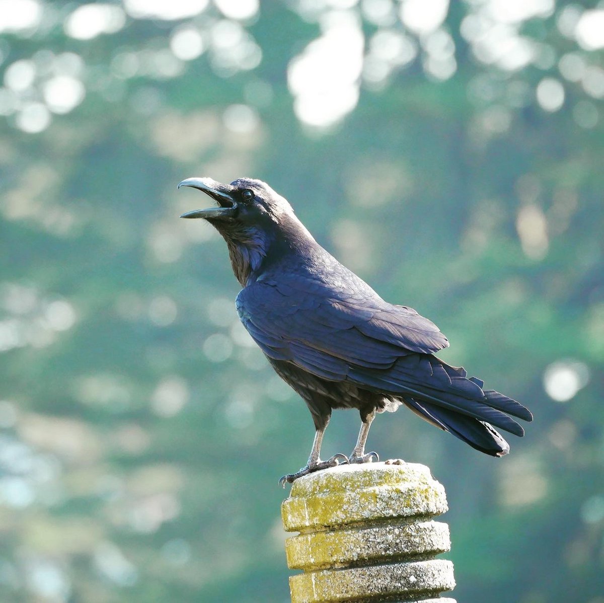 webmama's tweet photo. Distracting myself from news. Posting bird photos instead. Here is a Common Raven taking in #halfmoonbay yesterday
#wildlifephotography #birds #NaturePhotography #birdwatching #notacrow https://t.co/irwl9wCllb