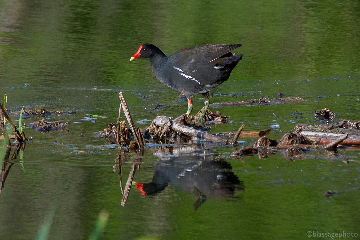 SJCKettleLakes's tweet photo. Exciting news! State endangered Common Gallinules nested successfully in our kettle lakes this summer. 4 juveniles 1st documented on Aug 14. Fortunate that our high quality natural areas provide rich habitat for these rare birds.
#StJosephCoKettleLakesCorridor #EndangeredSpecies https://t.co/faIS0FIsAa