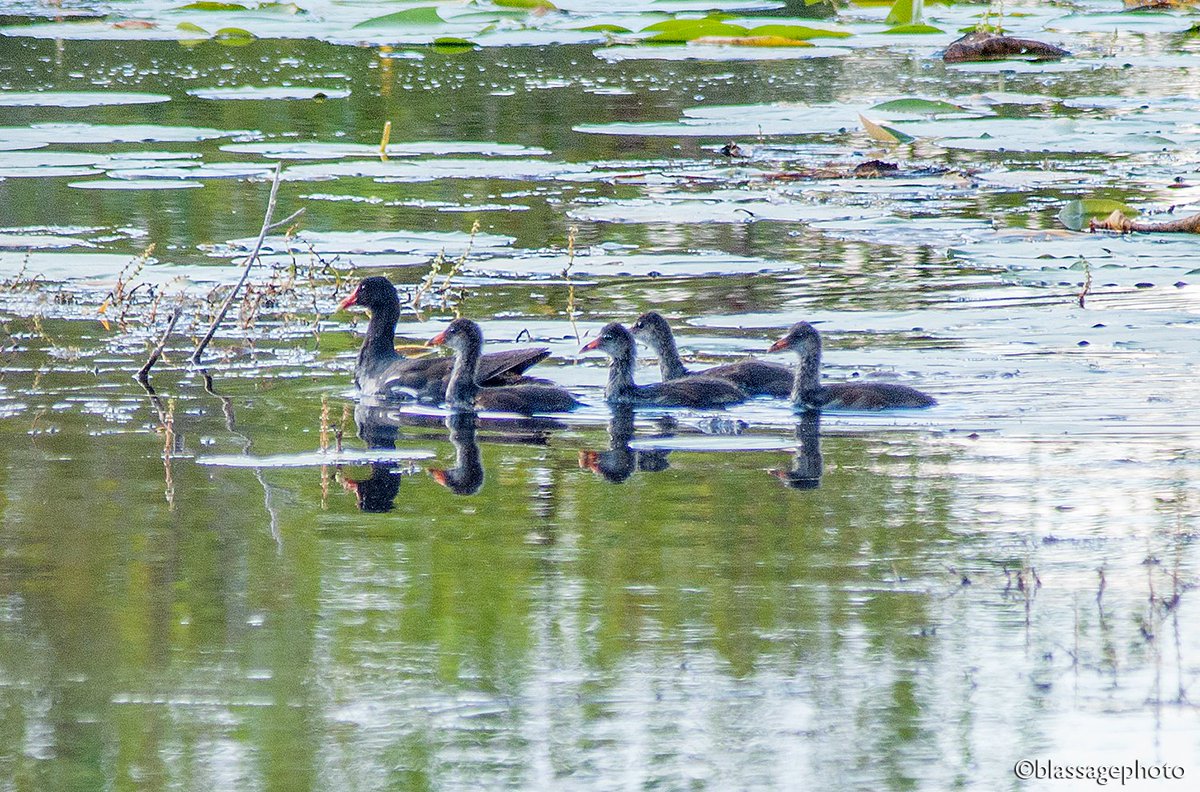 SJCKettleLakes's tweet photo. Exciting news! State endangered Common Gallinules nested successfully in our kettle lakes this summer. 4 juveniles 1st documented on Aug 14. Fortunate that our high quality natural areas provide rich habitat for these rare birds.
#StJosephCoKettleLakesCorridor #EndangeredSpecies https://t.co/faIS0FIsAa