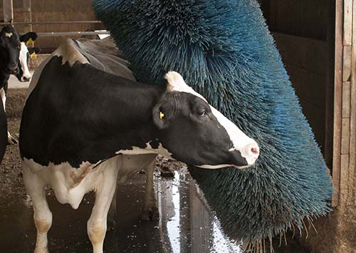 Automatic cow brushes