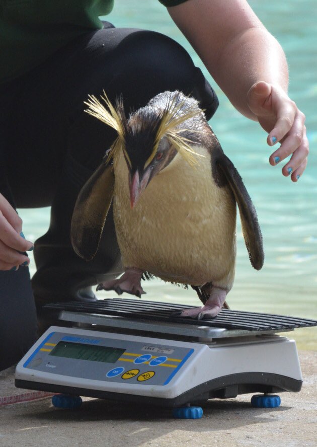 Suggestions for soothing images to google: birds being weighed