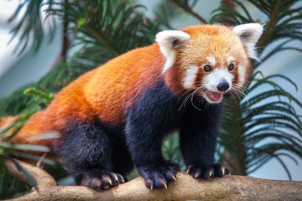 Red pandas