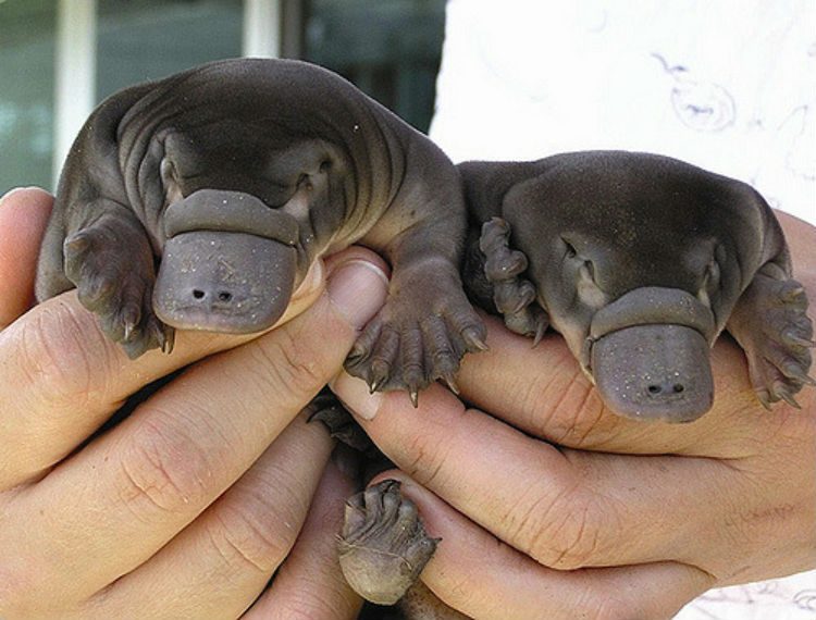 Platypus puggle
