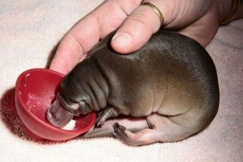 Platypus puggle