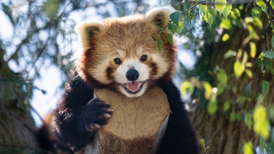 Red pandas