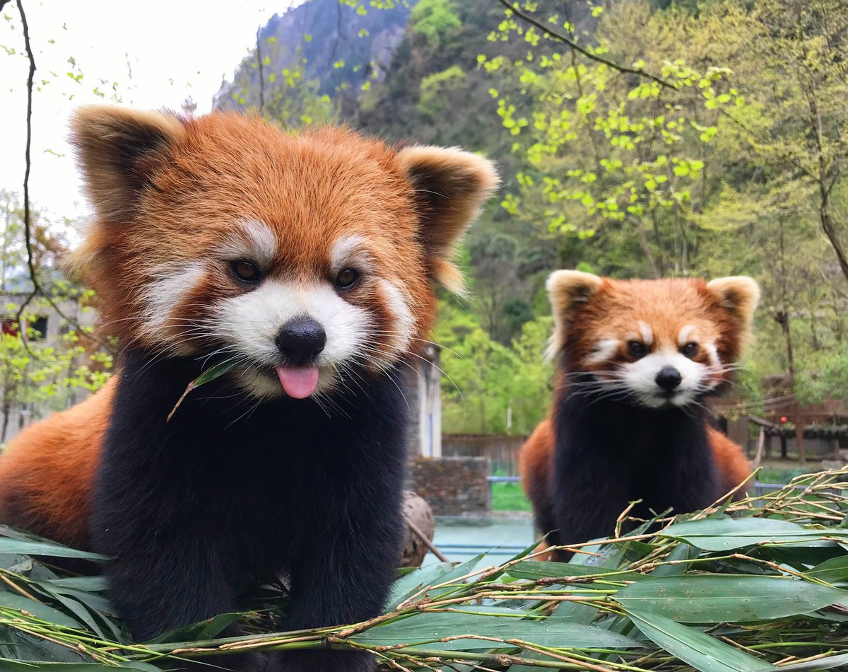 Red pandas