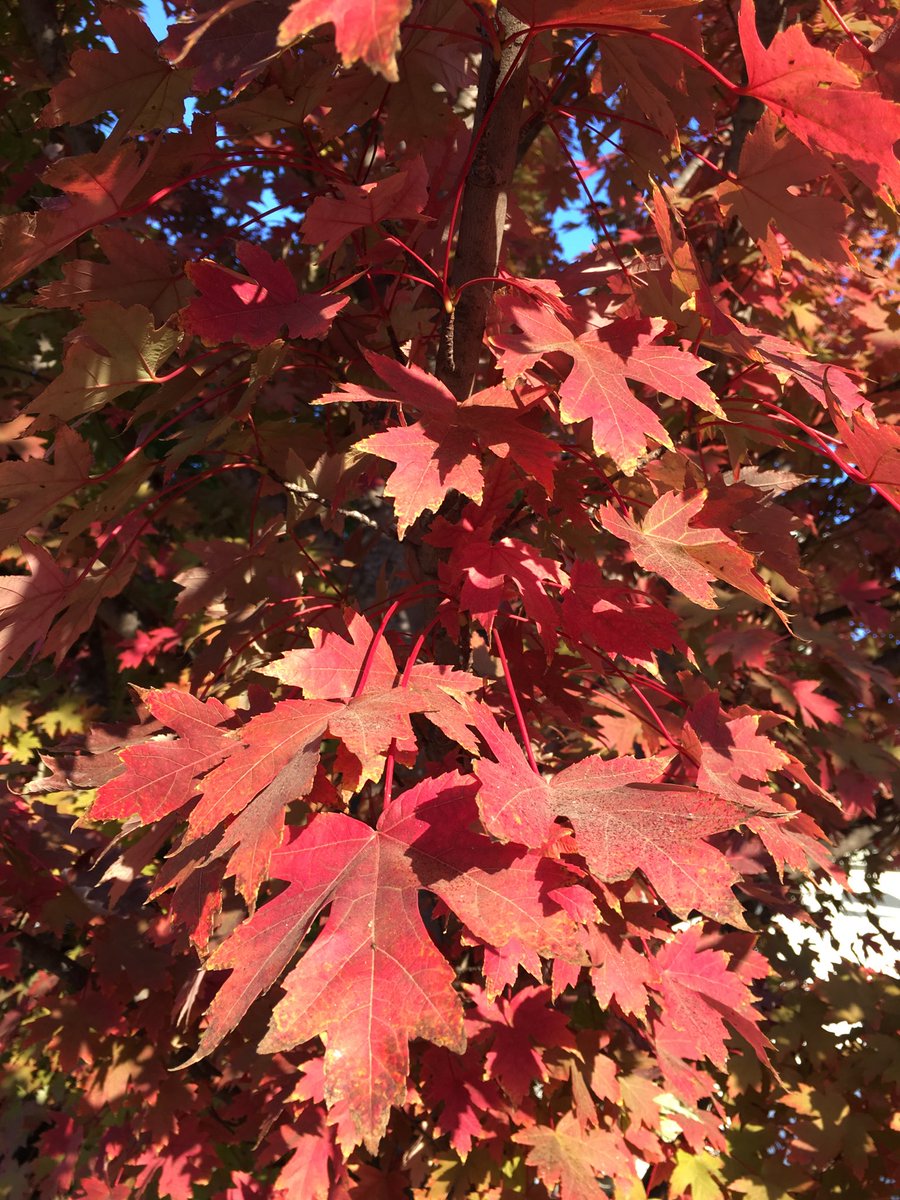 RedRoverKarly's tweet photo. Grateful for the many beautiful and calming things all around us. #morningwalk #GetOutAndVote #ElectionDay https://t.co/vEkIXfaxiS