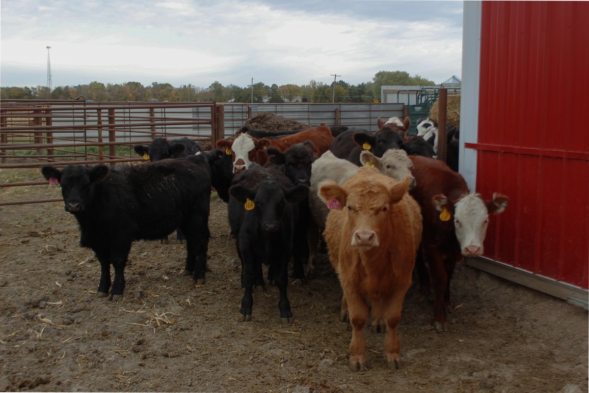 ksubci's tweet photo. This week's #CattleChat checklist is about considerations to make for finishing calves at home. Check it out!
https://t.co/EwPogGc2Cy https://t.co/1wpgEBZaGN