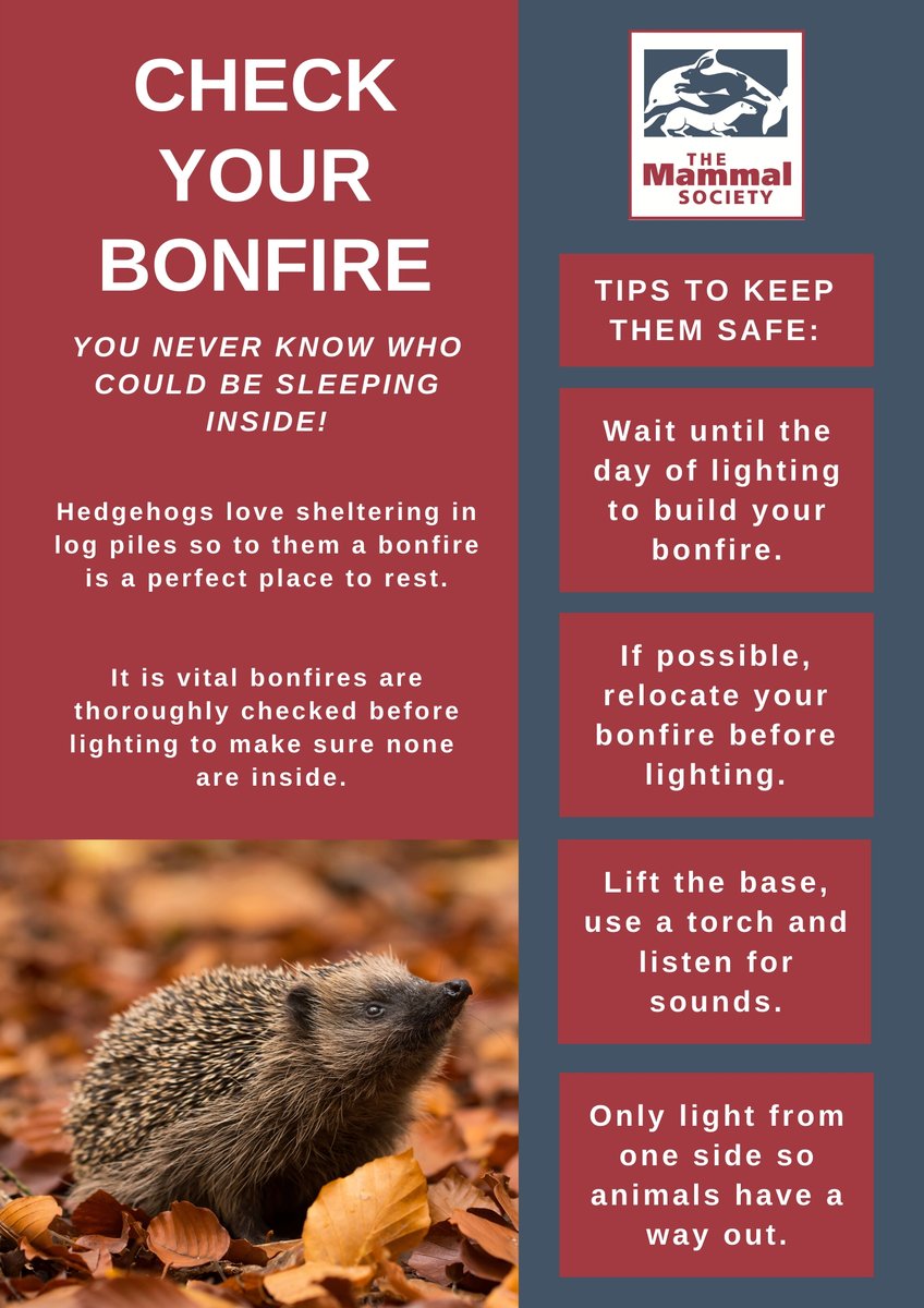 ⚠️ With #BonfireNight around the corner it's important to think of the wildlife that might be sheltering in your bonfire - make sure you check! Here are some tips to help keep #hedgehogs &amp; other wildlife safe - please pass on! 🦔