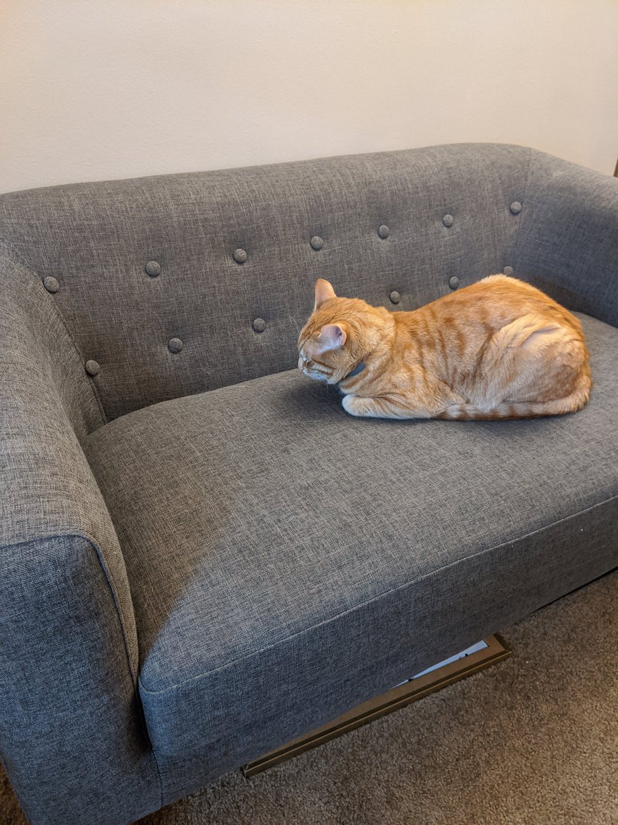 On our new office couch. 23644688/10 LOAF 