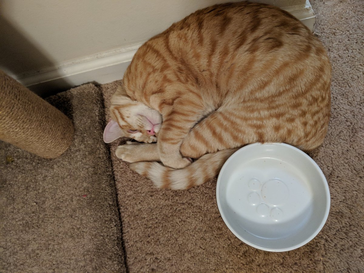 To help deal with the stress of today I'm gonna rate the weirdest places/positions I've found my cat Cheeto sleeping in.Starting out, we have contorted behind his food bowl depsite having free reign over the rest of our apartment. 8/10, weird but I respect his life choices