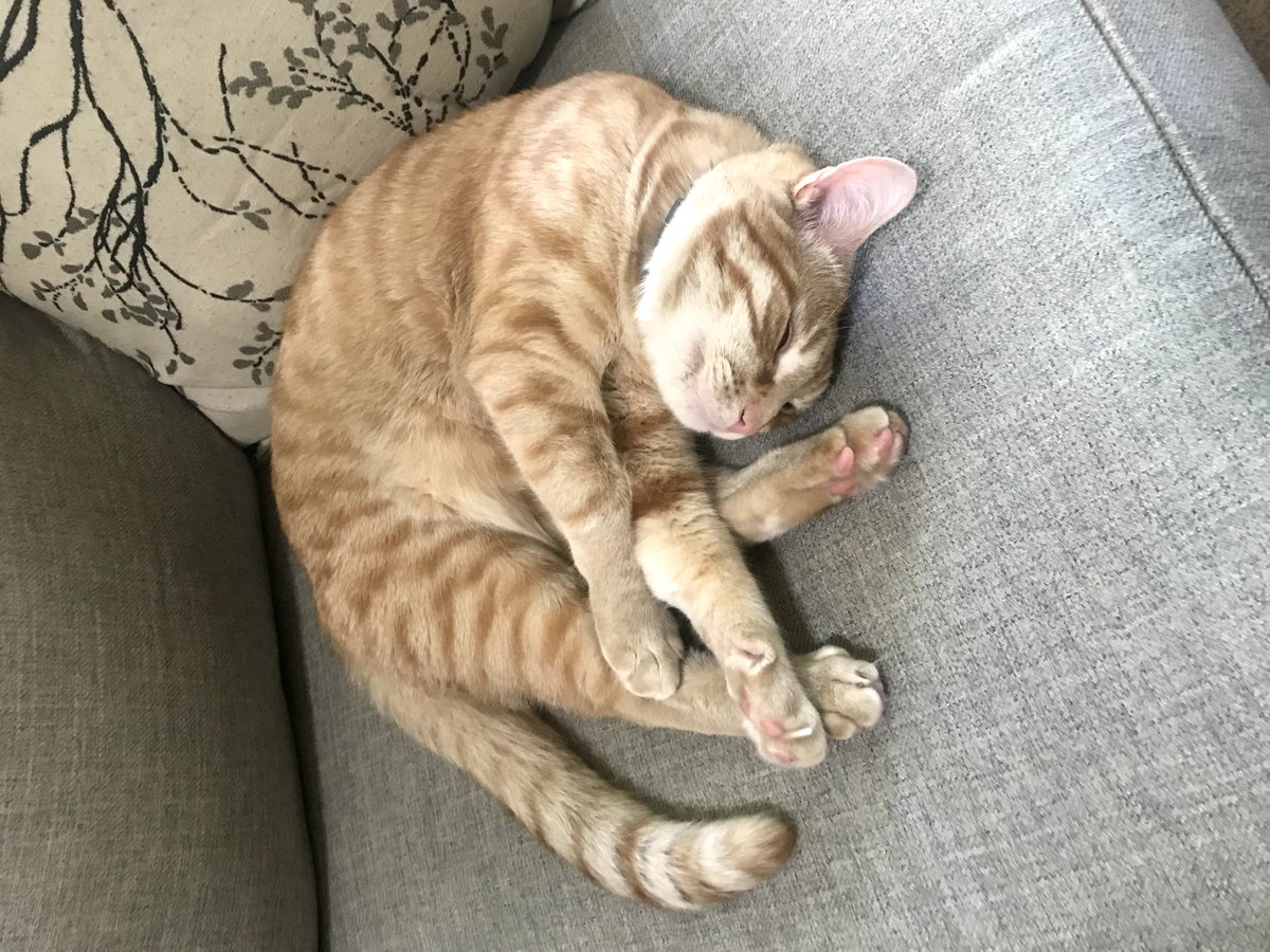 ???? 3/10 boy this don't look comfy at all (still adorable though)