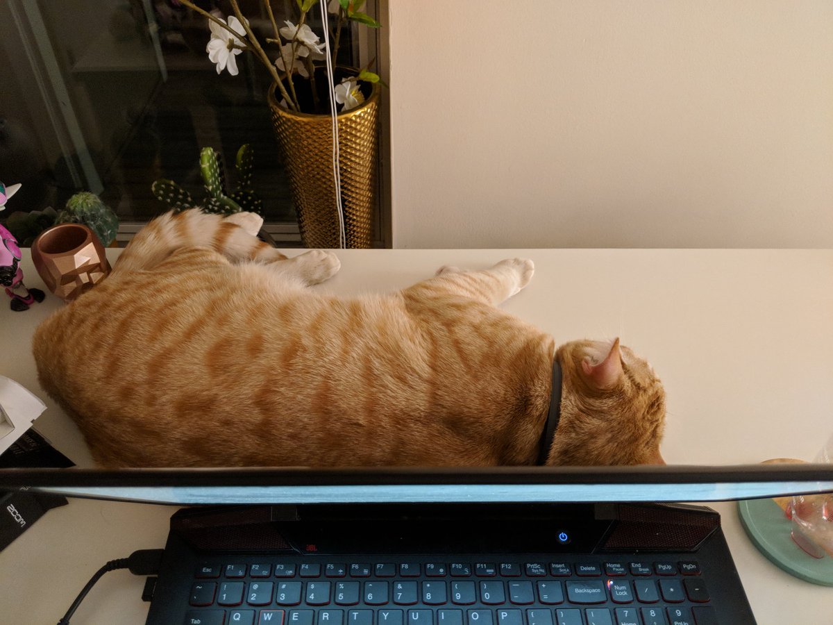 Basking in my laptop warmth 10/10 would die for this cutie