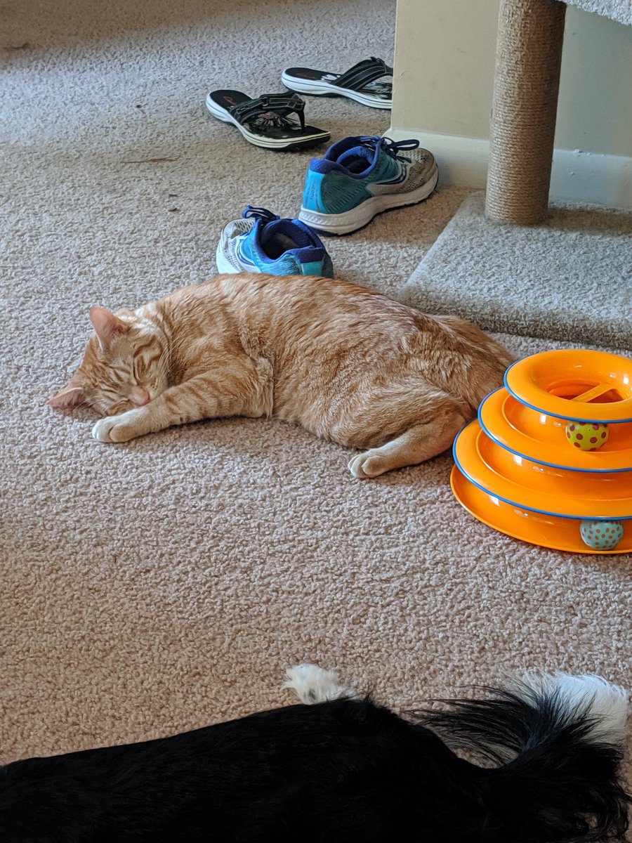 1/10 WHY DO YOU ALWAYS CHOOSE TO SLEEP ON THE FLOOR YOU HAVE TWO CAT BEDS YOU PUNK