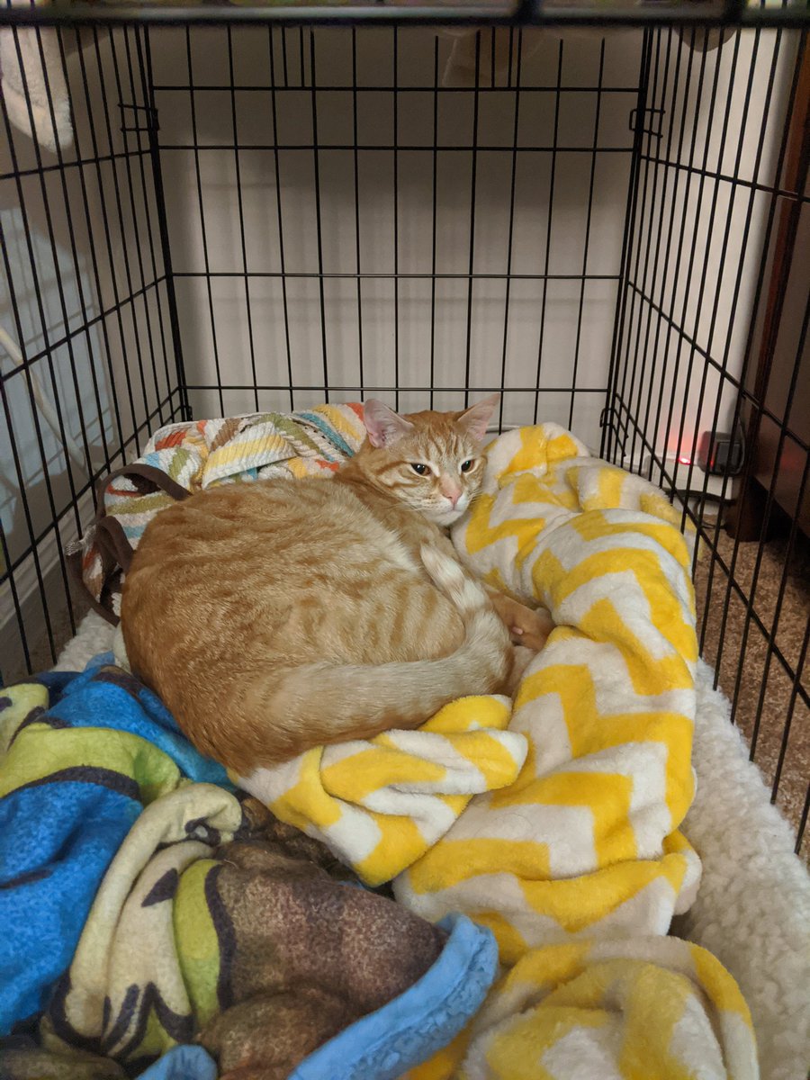 My dog's crate. 11/10 honestly a power move and I'm here for it