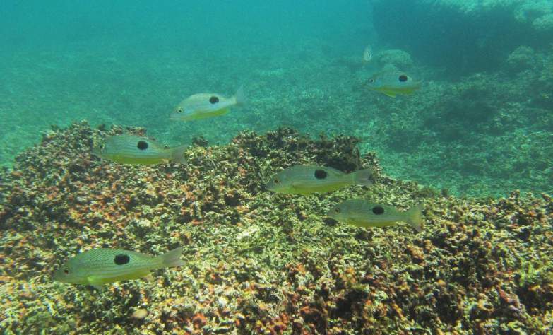 vergara_chen's tweet photo. La nueva ley de pesca debe aplicar normas de gestión pesquera basados en ciencia para recuperar y mantener las poblaciones marinas dentro y fuera de las áreas protegidas @NitoCortizo @ARAP_Panama @MiAmbientePma @Col_EcoPA #Ciencia #PescaSostenible #VetoParcial #Ley131 #Panamá https://t.co/UhAclI1uKE