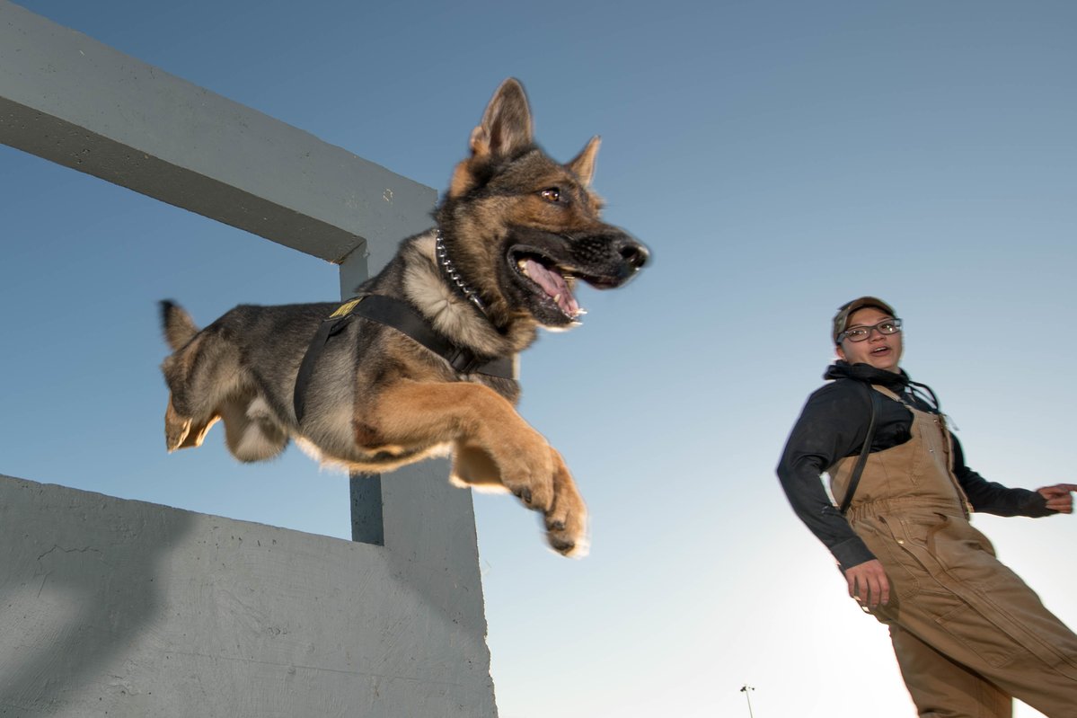 DeptofWar's tweet photo. Jumping into the day! 🐶
A military working dog and his handler navigate a window obstacle in the obedience yard at #DoverAFB. https://t.co/WElASQGIjp