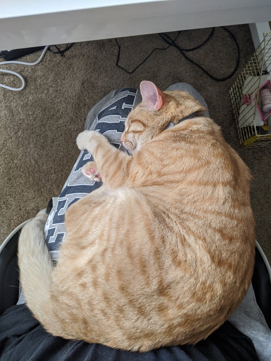 Taking up my entire lap at my desk. 8/10 typing is kinda a pain but I get to look down at this 