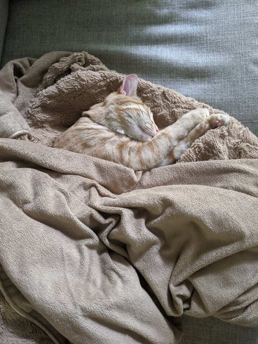 Last but not least, 1 million/10, tucked in like the king he is  And of course, don't forget to vote today, folks!