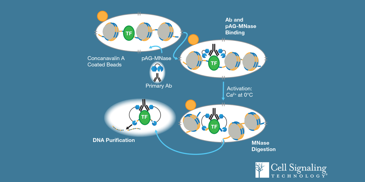 CellSignal's tweet photo. ✂️➕🏃♀️ How does the CUT&RUN method allow you to map #proteinDNA interactions in 1-2 days with less input sample? Watch our new animation and learn how you can save time at the bench! https://t.co/vOxKJX66BL #chromatinprofiling https://t.co/2mXOSs62yo