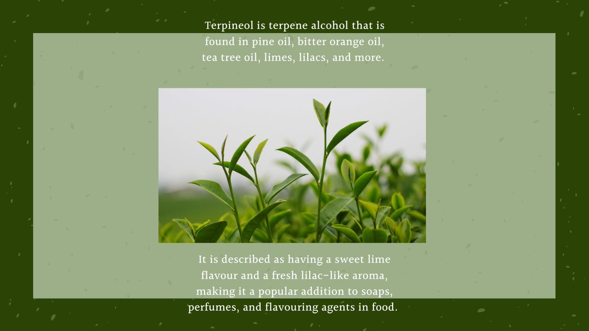 SpiritleafWH's tweet photo. 🍋🍊#Terpineol is a primary #terpene found in higher concentrations in #cannabis. Swipe through to learn more about this popular terpene.⁠ #terpenetuesday #bitterorange #teatreeoil #pineoil #lime #lilac #spiritleaf #spiritleafwesthillhurst #yyccannabis #spiritleaf https://t.co/MSmpebEFYl