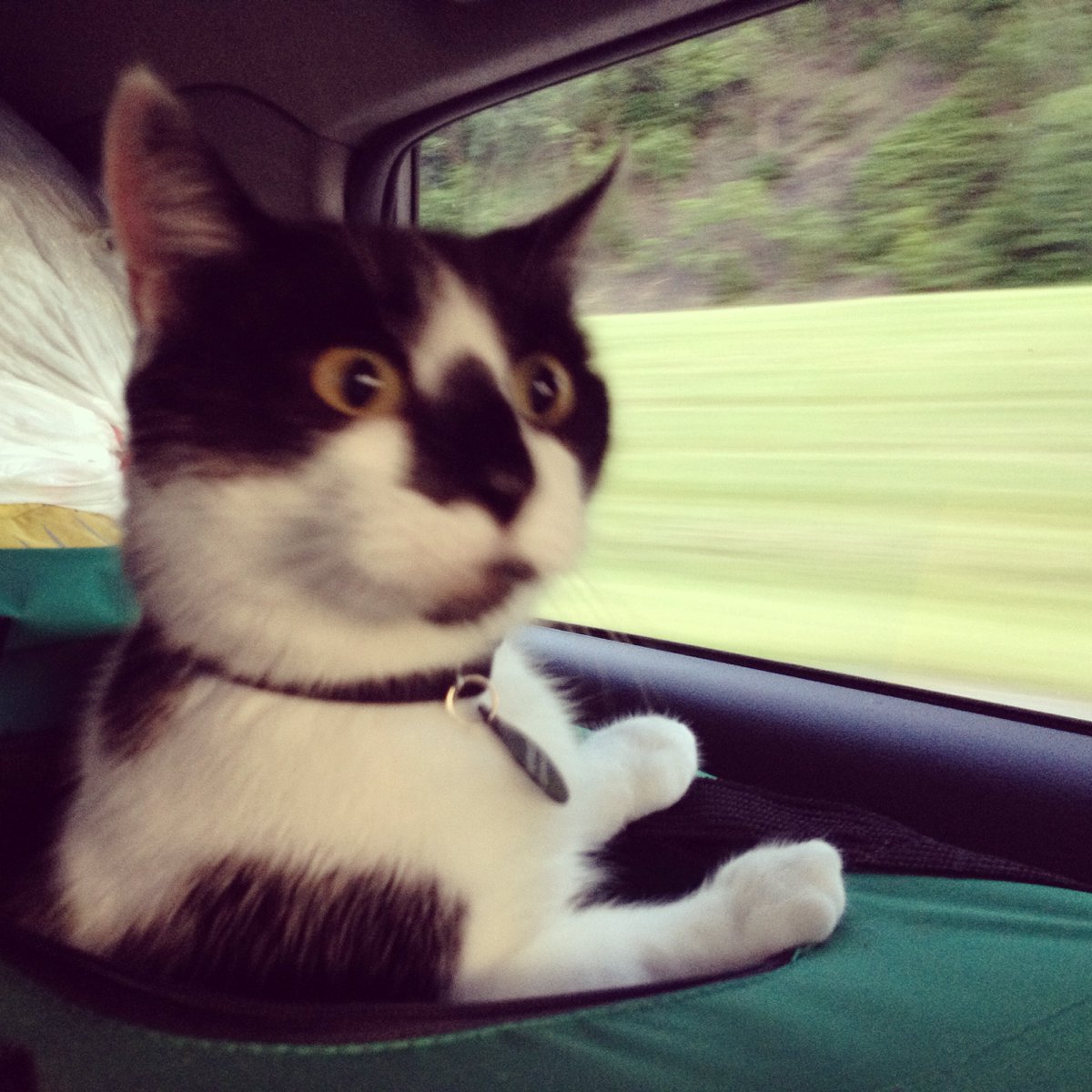 Hermes is still wondering what’s going on, but TON’s  @kellyperil says he’ll be ok.