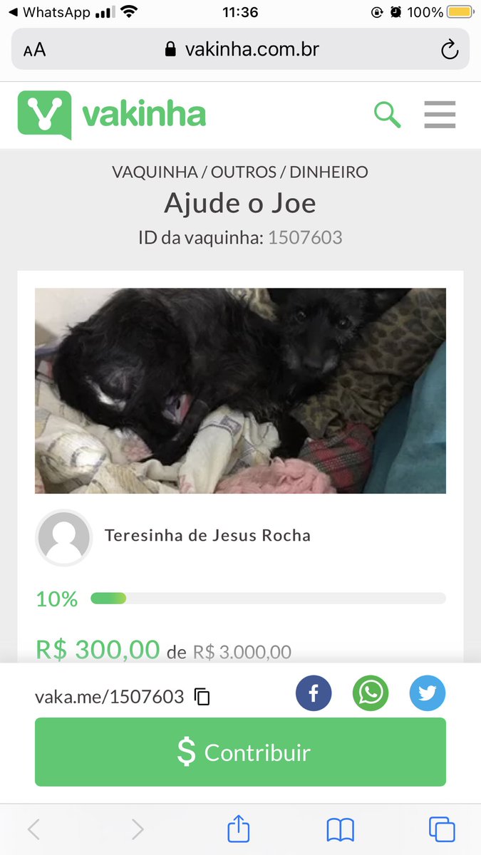 afjuhh's tweet photo. Ajudem o cachorro da minha sogra ele foi atropelado e quebrou várias partes do corpo (pata, fêmur, cóccix etc) levamos no veterinário, ele fez raio x e as cirurgias ficaram avaliadas em volta de 5 mil com anestesia e internação, fora o que já foi gastado com raio x, exames+ https://t.co/WoCPVg0WPK