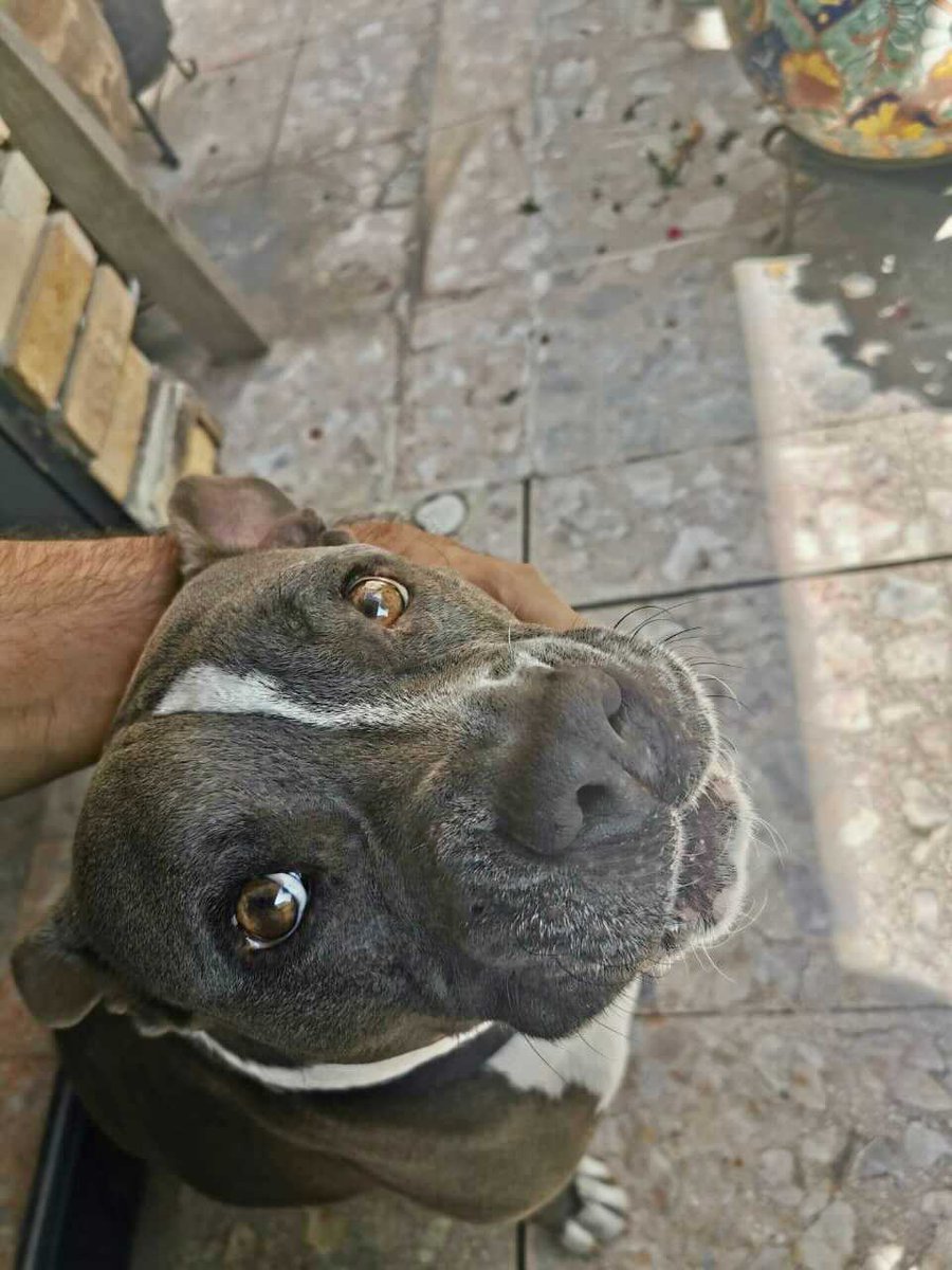 And this is Conan, coming to you from Mexico City and TON’s  @rpocisv. Conan is such a good boy you get two pictures