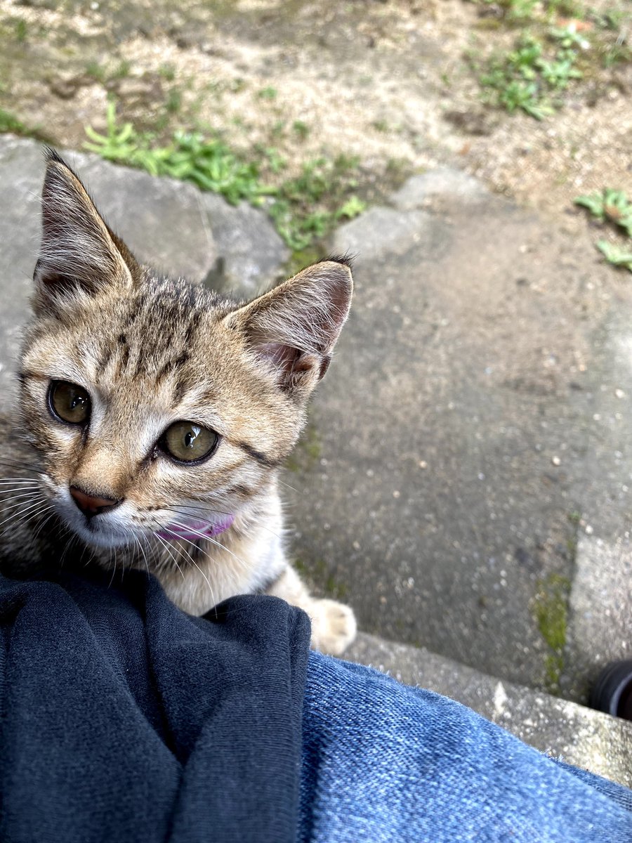 Jr46631218's tweet photo. イチゴ🐈に会いたくて涙が頻繁にでます😢イチゴは息子のような存在でした。早く虹の橋🌈にいるイチゴに会いたくてたまりません… #ペットロス https://t.co/rETDcnzzb9