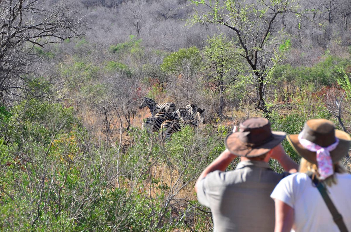 ActivityHubza's tweet photo. Experience a #Bushwalk in #PilanesbergNatureReserve and get up close to some of the #big5 #DYK the reserve is situates inside an ancient volcanic crater https://t.co/XA4AXvbp8o
#saistravelready
#big5
#suncity
#northwest
#Pilanesberg https://t.co/jbMLnmRVWL
