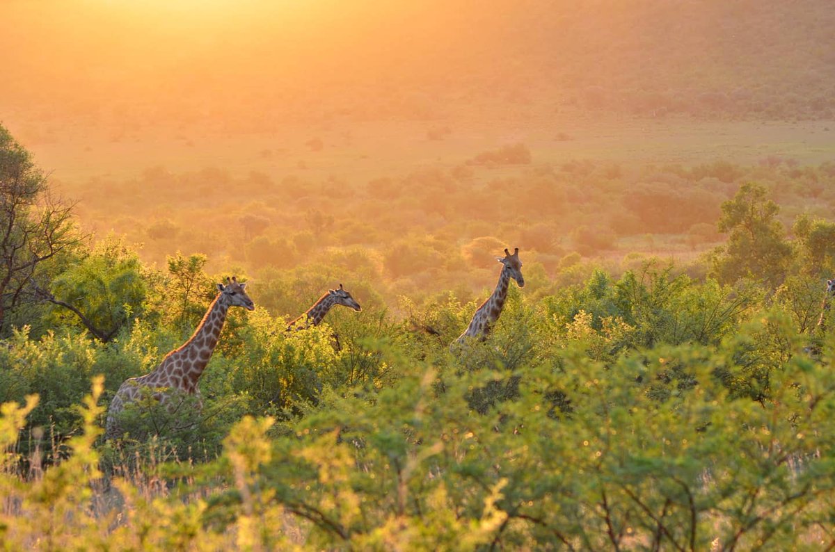 ActivityHubza's tweet photo. Experience a #Bushwalk in #PilanesbergNatureReserve and get up close to some of the #big5 #DYK the reserve is situates inside an ancient volcanic crater https://t.co/XA4AXvbp8o
#saistravelready
#big5
#suncity
#northwest
#Pilanesberg https://t.co/jbMLnmRVWL