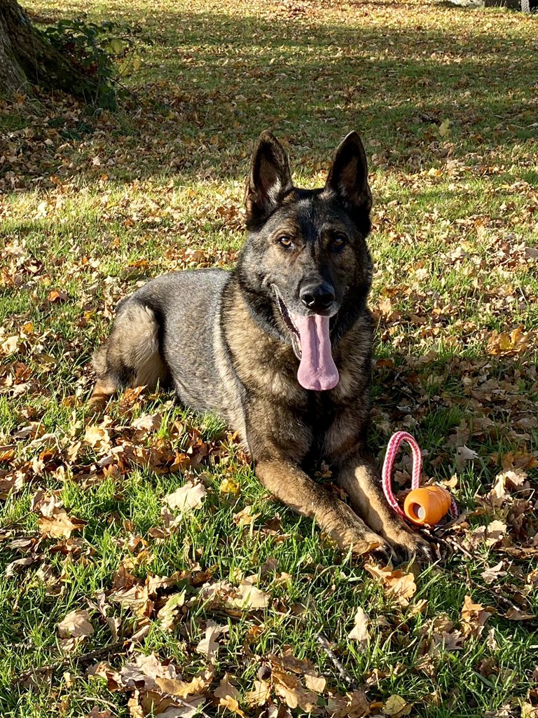amydeemo's tweet photo. And within a blink of an eye Duke has gone from his first license to his 6th and final one. Looking forward to our last few operational months together & hopefully some good results before he hangs up his harness ๐ถ๐ #MyBoy #PDDuke https://t.co/x4qsG3idTX