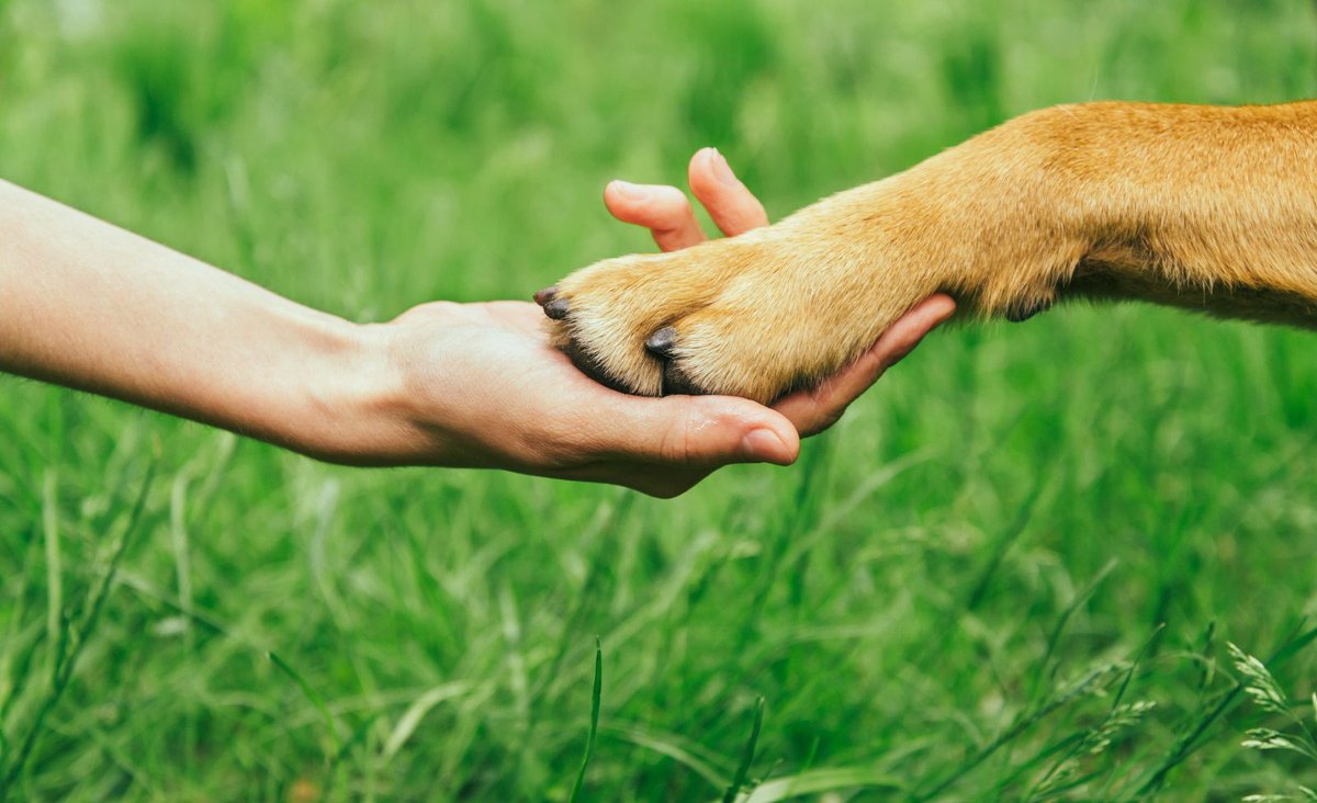 BreastestNews's tweet photo. #AnimalWelfare charity @MiriMission is offering a fab opportunity to sprinkle some Xmas cheer for the #RescueDogs & cats they foster; to buy them a Christmas dinner/toy. It’s the ultimate feel-good #StockingPresent for the dog or cat lover in your family https://t.co/LcdizfbJTn https://t.co/1LacMx7kS4