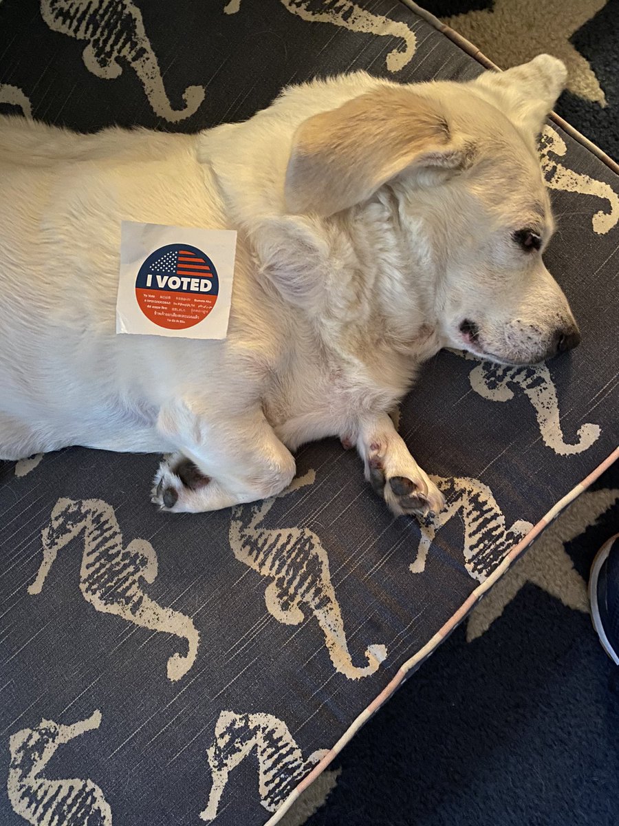 Storeees's tweet photo. @anamariecox Fletch is doing the election day stretch. (So am I) #IVoted #adorables #KeepCalmandWin https://t.co/EQjpkLZl7h