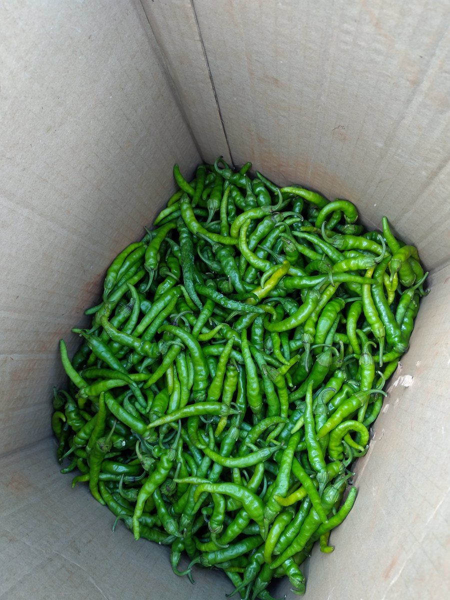 bigChilliZw's tweet photo. First pick of our cayenne chillies https://t.co/6szMjGWRrc