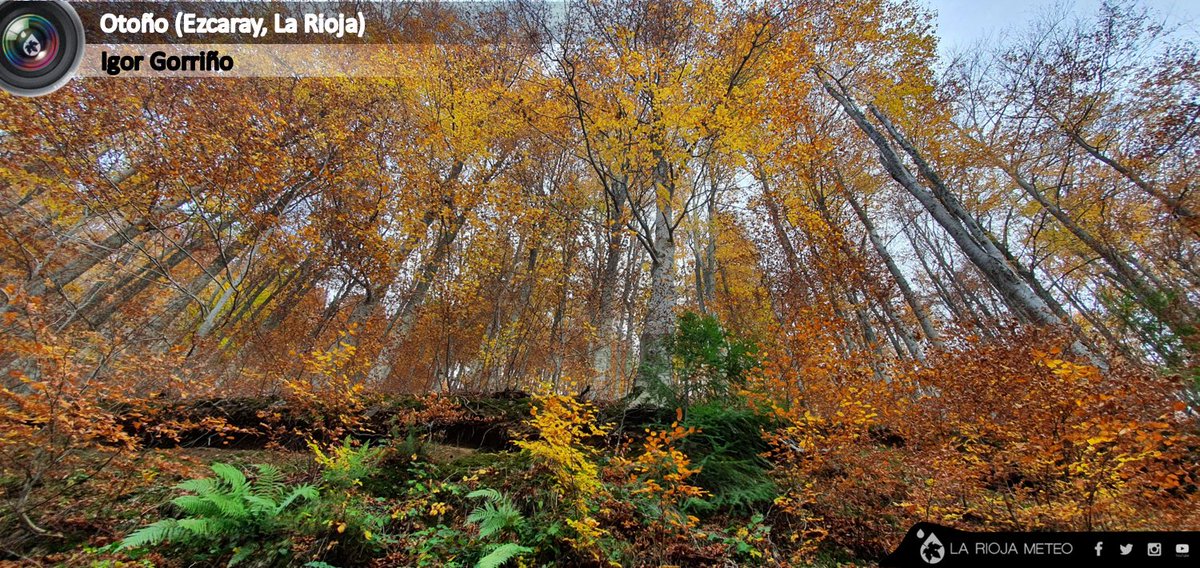 #otoño2020🍁  #Ezcaray #LaRioja Gracias @iisgoor #meteocorresponsal #lariojameteo #meteomomento #meteofotos #gozadadevivirenezcaray

@MeteoNajera @AdrianPR_meteo @JoseReyMeteo @OrtegahOrtega @langulogarcia75 @EduHerreros8 @EduModrego @Boncanelli @MeteoBanares @TuTiempoLR