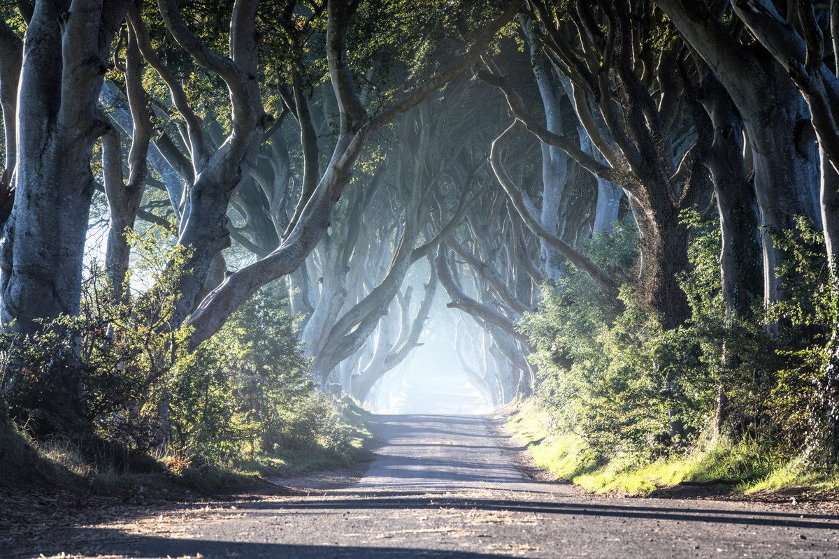 GoToIrelandInd's tweet photo. Do you know of any spooky Irish tales? Like @VisitCauseway, share your stories with our #IrelandCommunity and help us celebrate #Halloween from home this year.
https://t.co/IcVhVlpqQj
#IrelandHomeOfHalloween https://t.co/QcV6ZFdicD