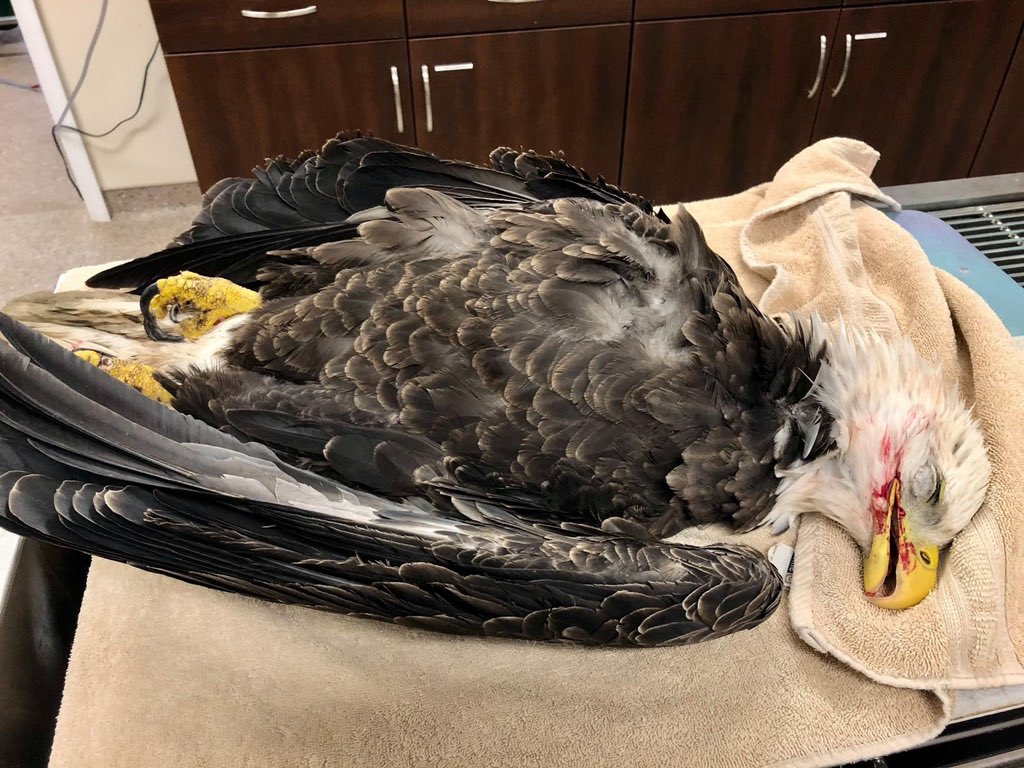 CW: death, graphic photoThis Bald Eagle died within moments of intake due to severe blood loss, most likely caused by anticoagulant rodenticide. The eagle also had high lead levels.