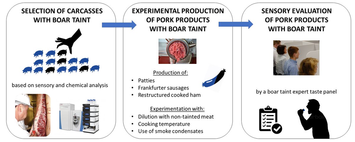 Lieselot Hemeryck (@lieselothmrck) on Twitter photo Our most recent paper on the valorisation of pork 🐷 with boar taint is published in the next issue of Food Chemistry 🙂: sciencedirect.com/science/articl…
#foodscience #foodchemistry #foodquality <a href="/ResearchUGent/">Ghent University Research</a> <a href="/UGent/">UGent</a> <a href="/UGent_VetMed/">UGent VetMed</a> <a href="/FlandersFood/">Flanders' FOOD</a> <a href="/ILVOvlaanderen/">ILVO</a> <a href="/ljvhaeck/">Lynn Vanhaecke</a> <a href="/IlseFraeye/">Ilse Fraeye</a> Our most recent paper on the valorisation of pork 🐷 with boar taint is published in the next issue of Food Chemistry 🙂: sciencedirect.com/science/articl…
#foodscience #foodchemistry #foodquality <a href="/ResearchUGent/">Ghent University Research</a> <a href="/UGent/">UGent</a> <a href="/UGent_VetMed/">UGent VetMed</a> <a href="/FlandersFood/">Flanders' FOOD</a> <a href="/ILVOvlaanderen/">ILVO</a> <a href="/ljvhaeck/">Lynn Vanhaecke</a> <a href="/IlseFraeye/">Ilse Fraeye</a>