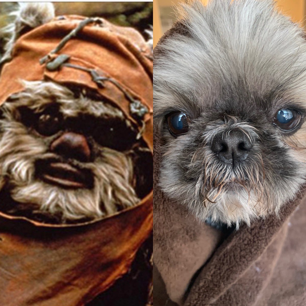 WH Yearbook tweet media