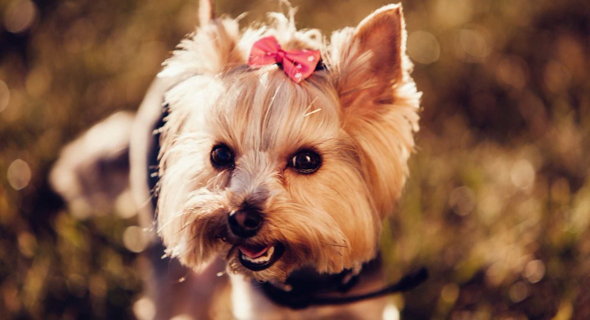 TheYorkieTimes's tweet photo. Taking care of your yorkie's teeth is important!!
Who has a tootless grin?
https://t.co/JBi9V71yil #teamnoteeth #doglife https://t.co/WjkU5b8F49