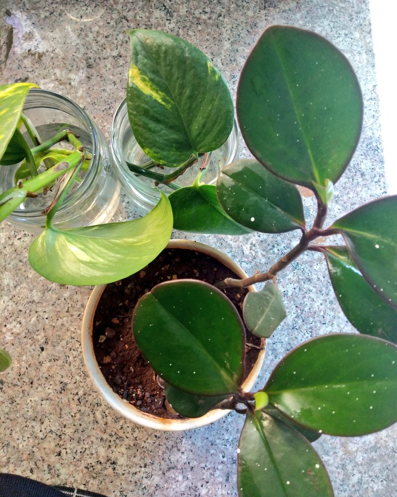 I don't know the name of the thick leafed plant (those are paint specs). I've had this for 4 months and it was just a leafless twig when I got it from a friend. I love it because it can go for days without water. The rest are golden pothos propagating.
