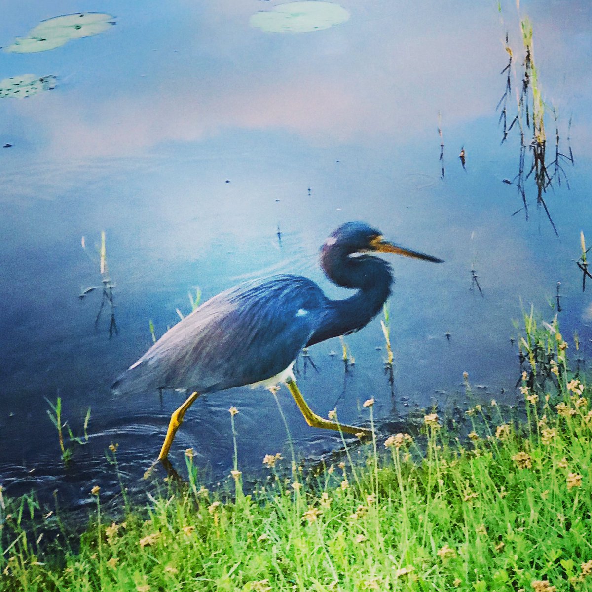LPruneraPons's tweet photo. Good morning Florida ,🦩 good morning World! 🌎 
Go vote USA, for the entire world is watching! 💙 https://t.co/b9vxp6IGrp