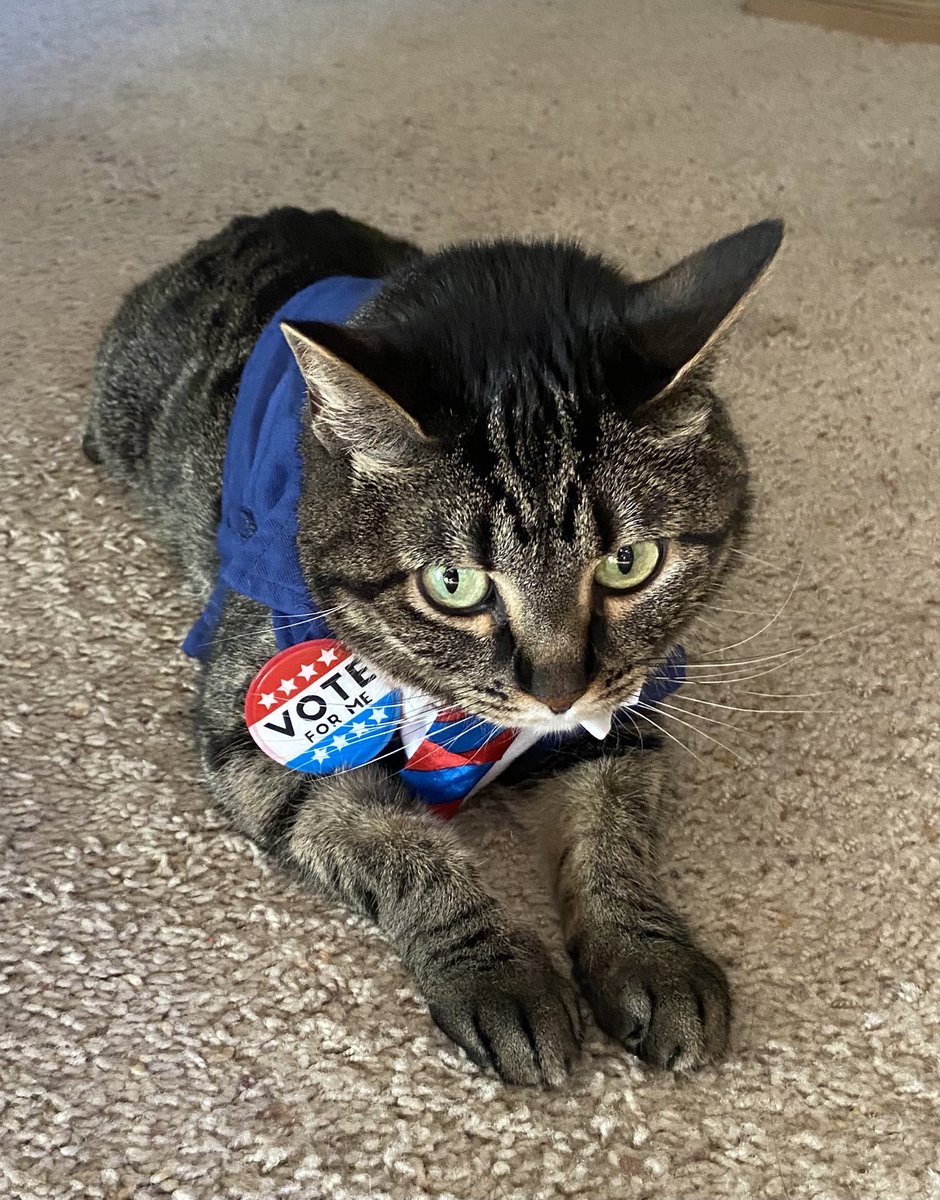 allwitty's tweet photo. #vote #lifeisbetterwithpets #election2020 https://t.co/Yrv7JZGl1Q