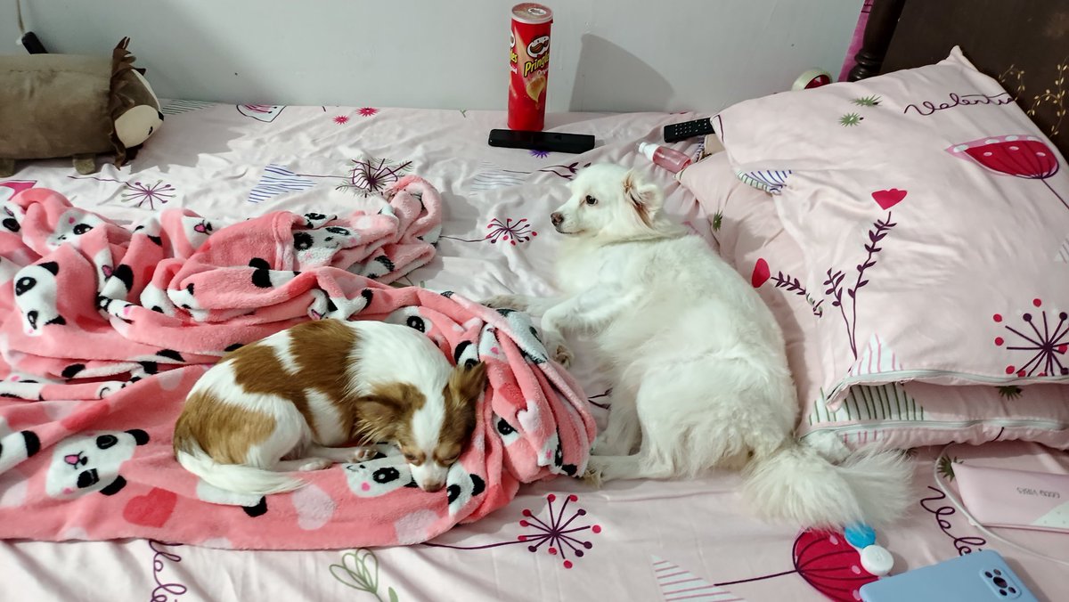 CarMeli_10's tweet image. Technically, the bed is mine. Figuratively, it&apos;s theirs. 🙄 #bedproblems