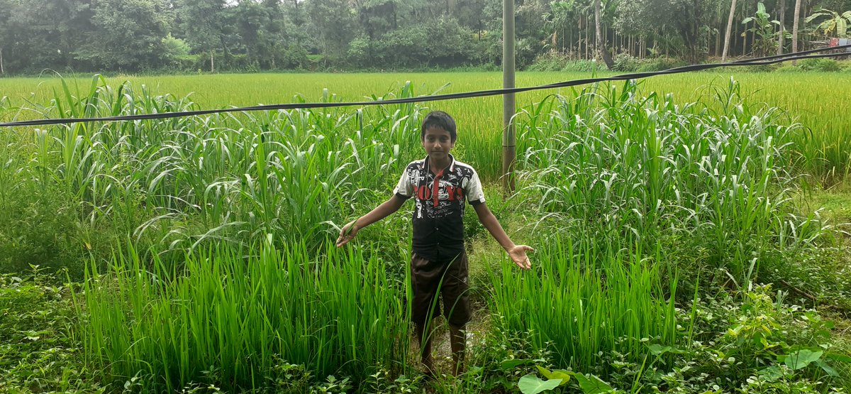 iMaheshshetty's tweet image. My niece with his mini paddy field
#teachfarming #notcoding