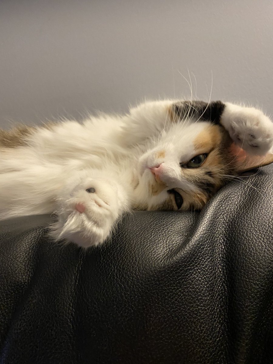 Crystal_Rickard's tweet photo. @KelleyArmstrong this is our little girl we rescued earlier this year #misswillow #rescuedkitty #kittylove https://t.co/vmxPrG18l4